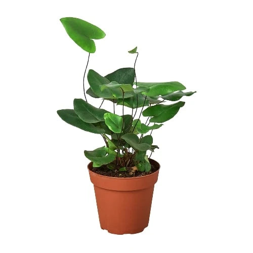"Heart" Fern (4inch pot)