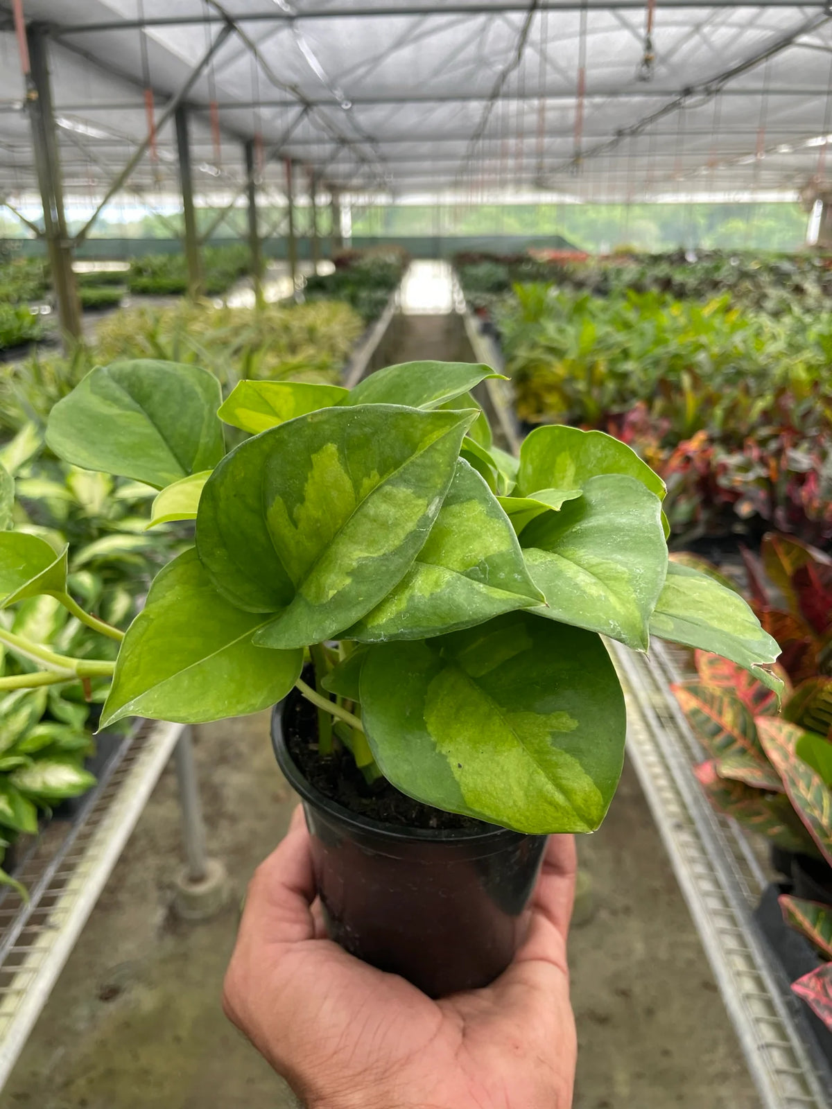 Pothos global green - 4inch