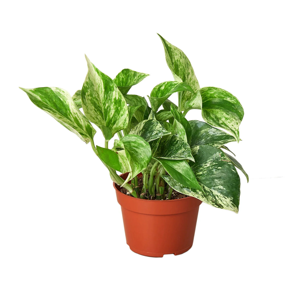 Pothos - marble queen - 4inch