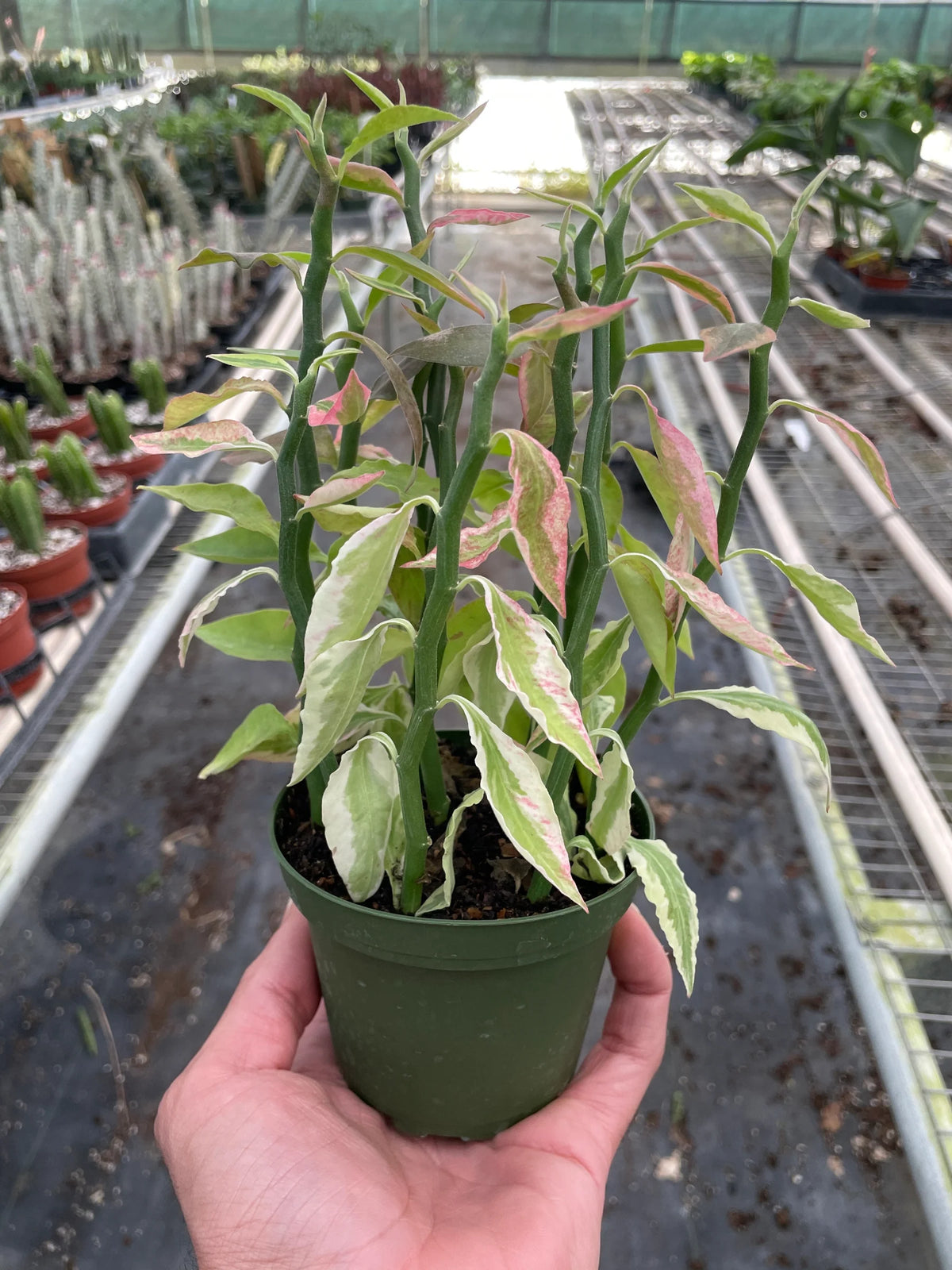 Variegated Devil's Backbone