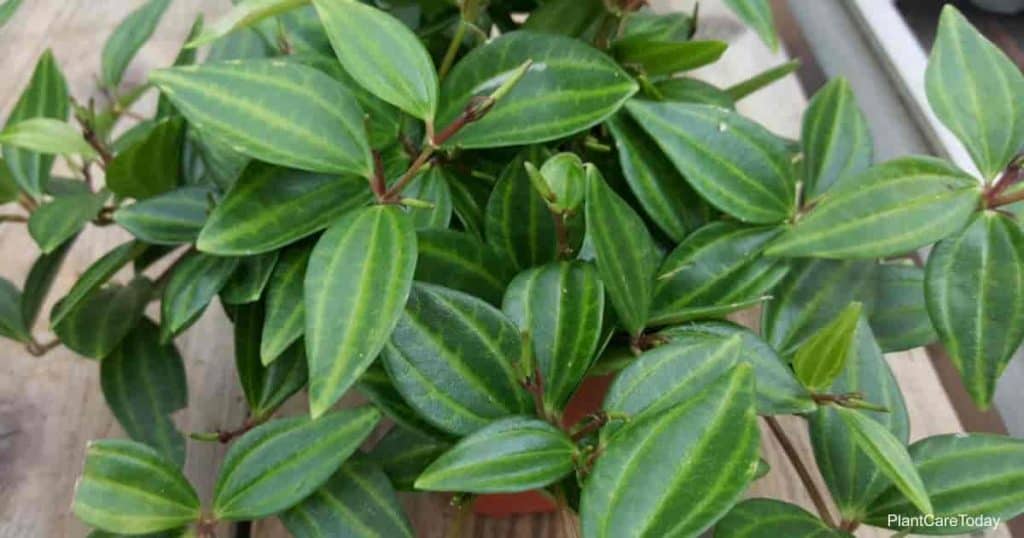 Peperomia quadrangularis