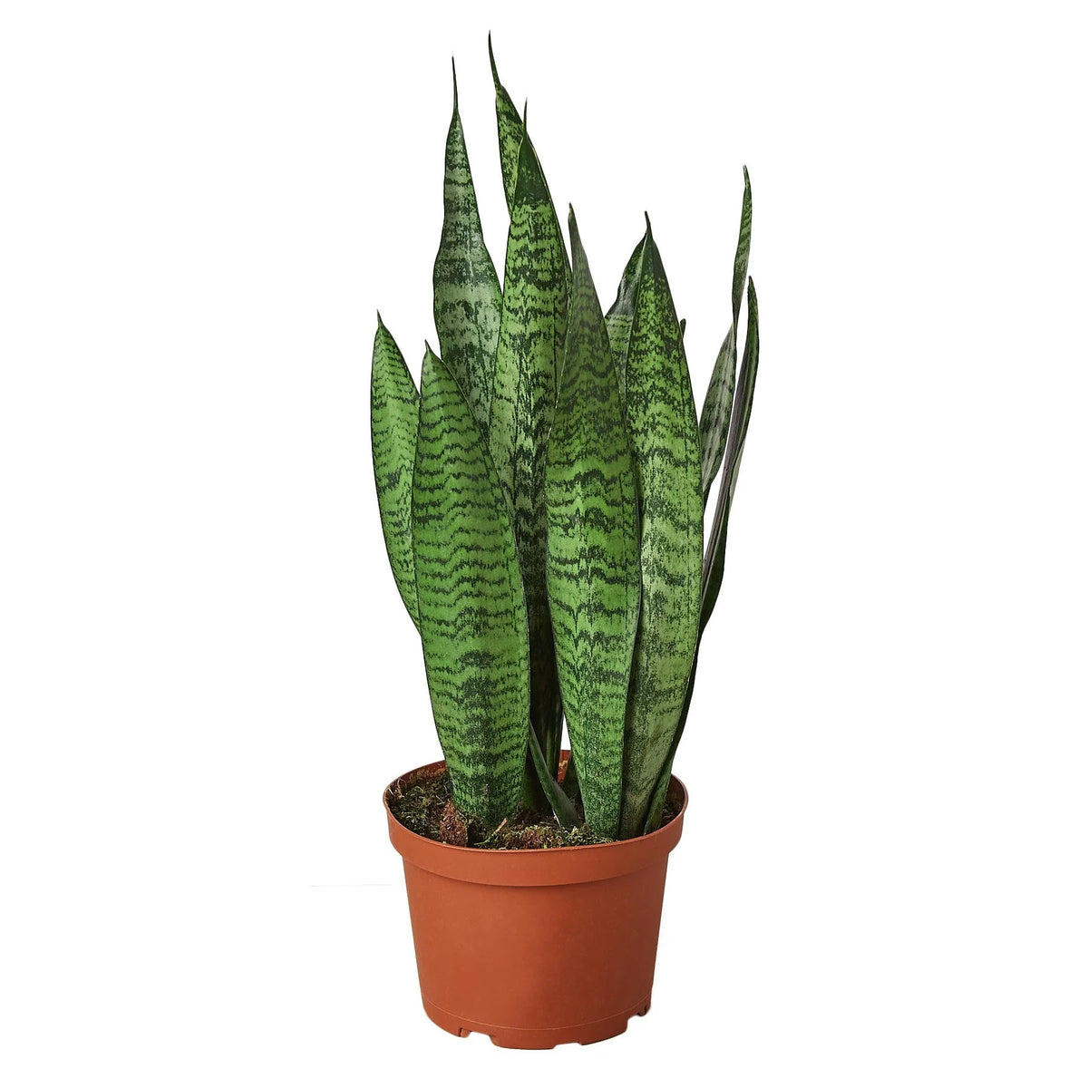 Snake Plant 'Zeylanica' 4inch