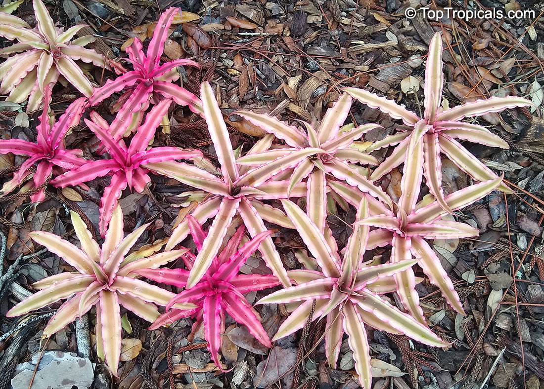 Cryptanthus