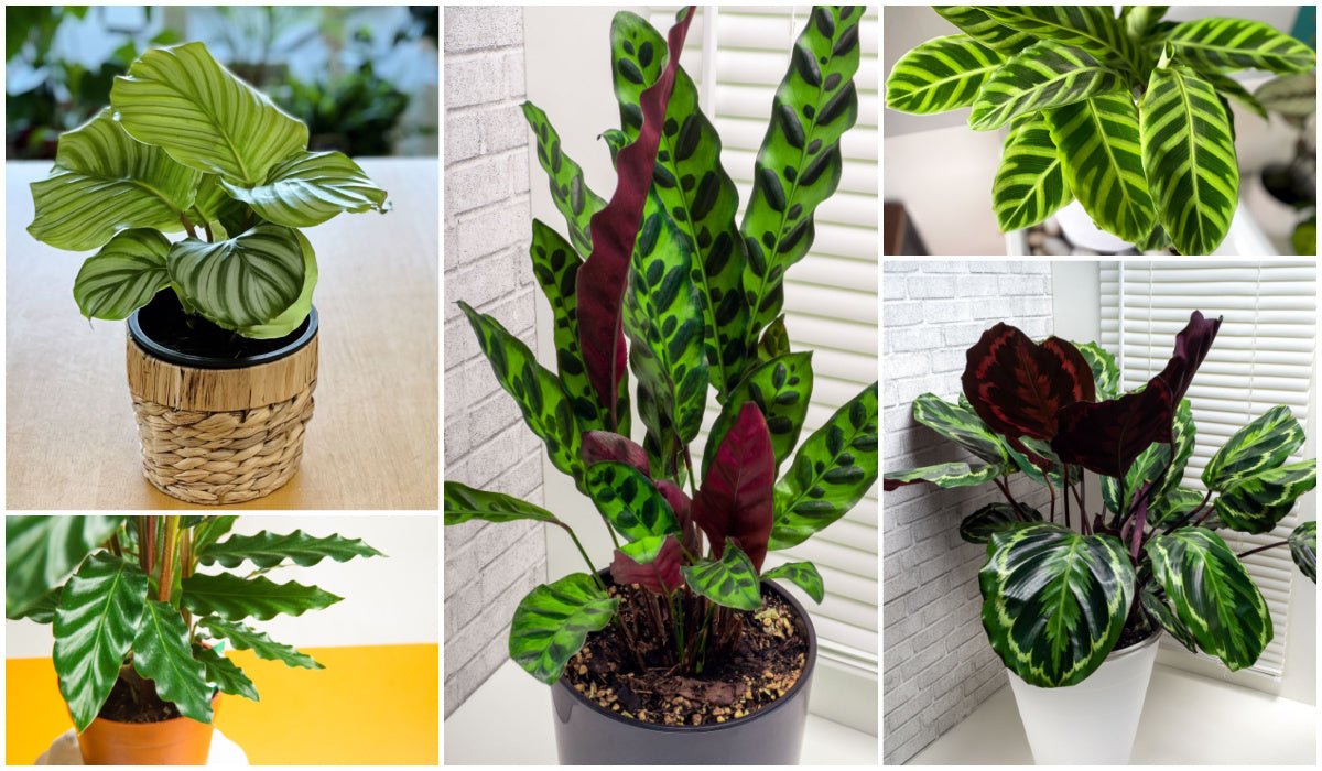 Calathea's (prayer plants)