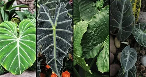 Alocasia Varieties