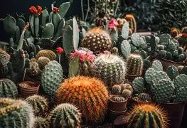 Cactus/succulents