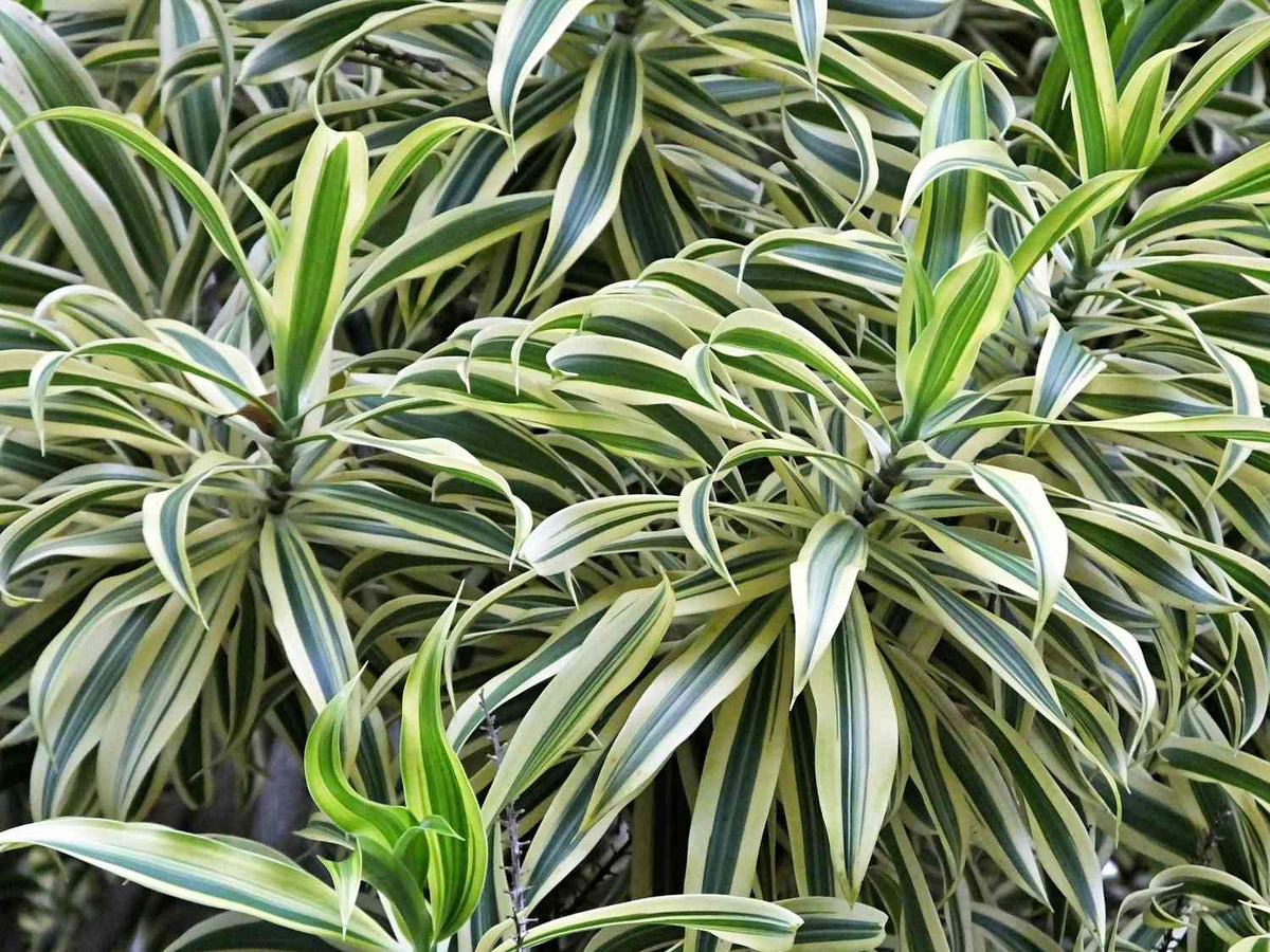 Dracaena
