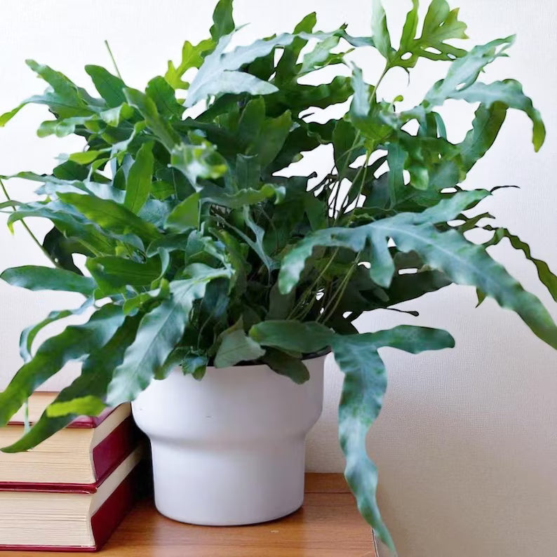 Ferns