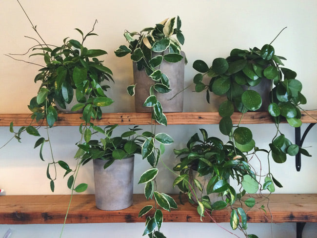 Hoya's