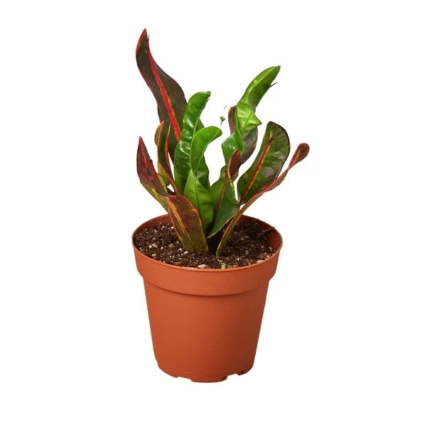 Croton's