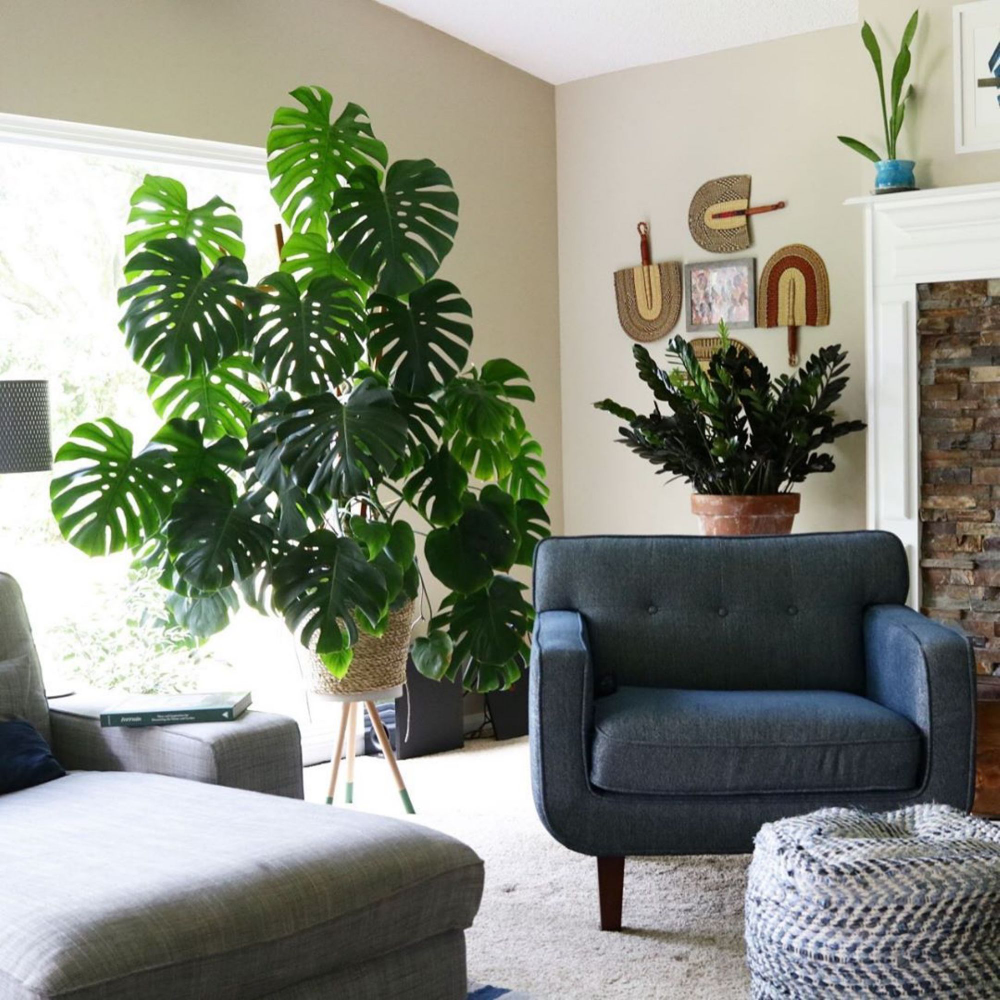 Monstera's