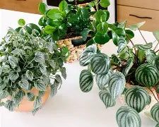 Peperomia's