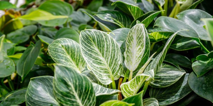 Philodendron's
