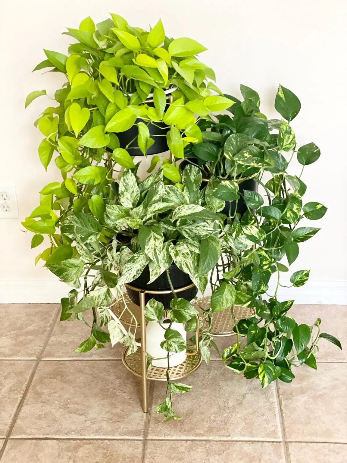 Pothos