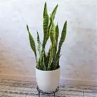 Snake Plants