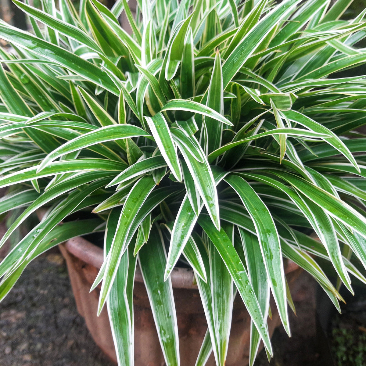 Spider Plants