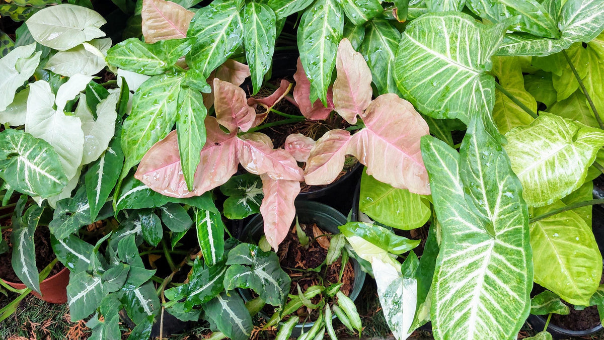 Syngonium Varieties
