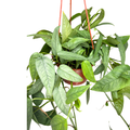 6" Cebu Blue Pothos (Epipremnum pinnatum) – Live Houseplant