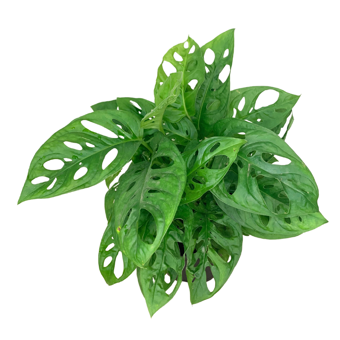4" Swiss Cheese Plant (Monstera adansonii) – Live Houseplant