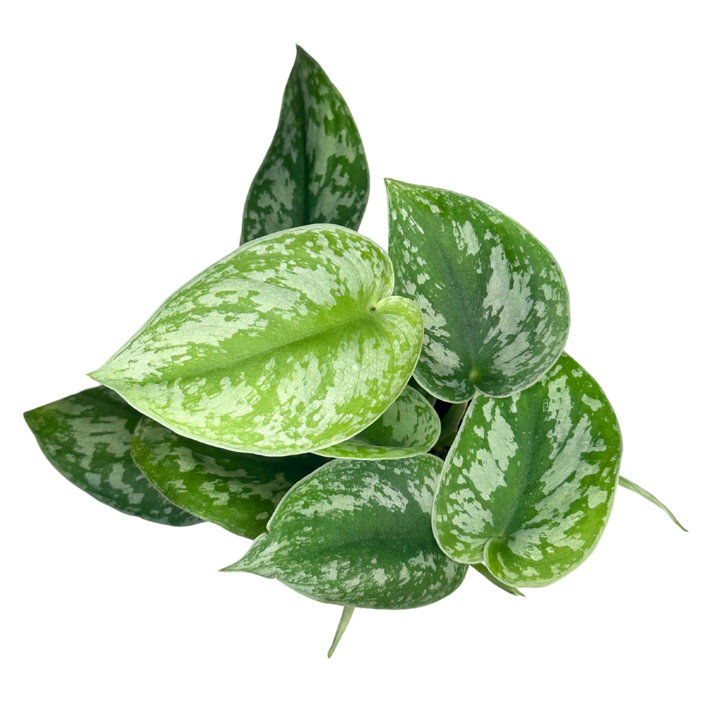 Scindapsus Pictus Exotica - Satin Pothos - 4" pot