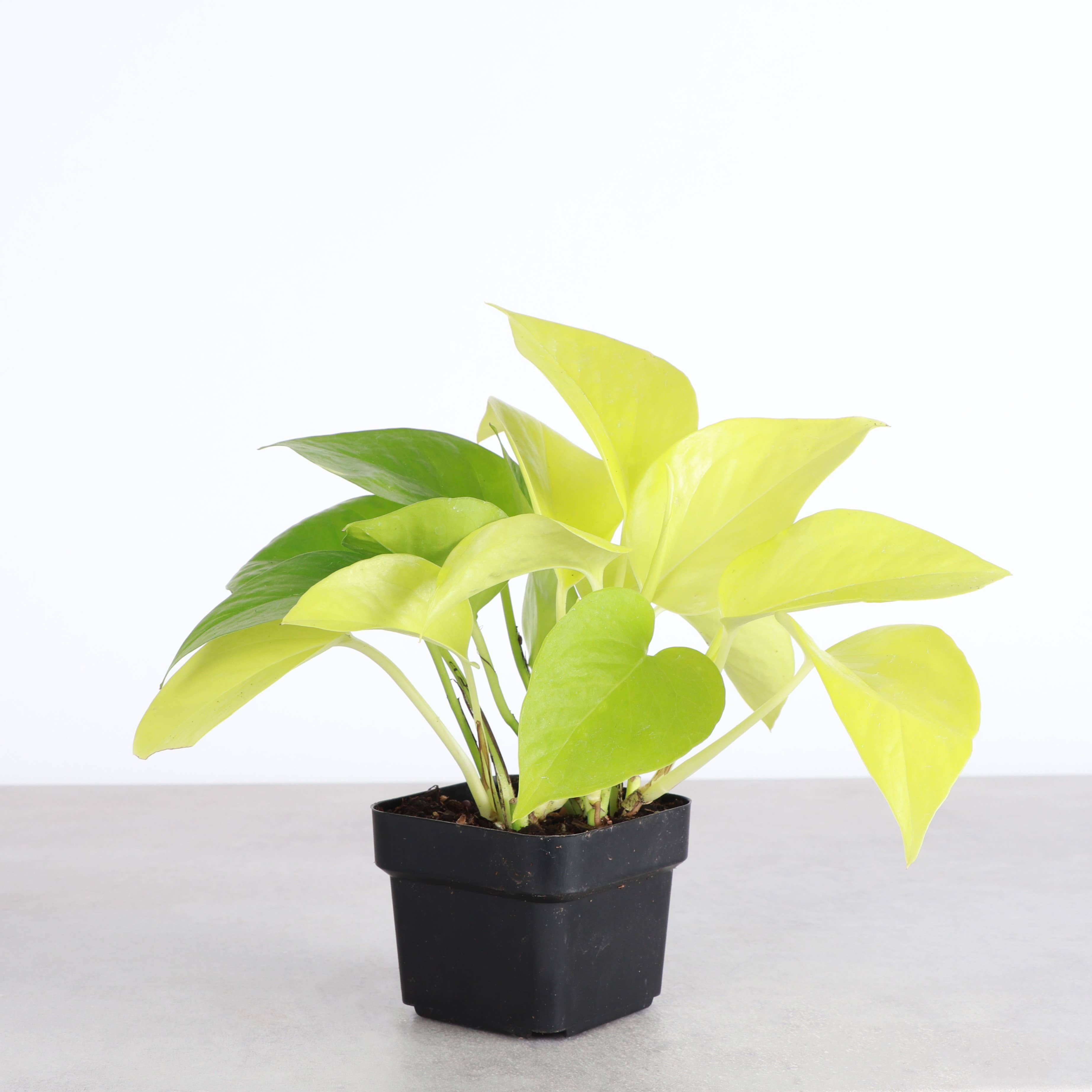 Neon Pothos Plant - Live Plant