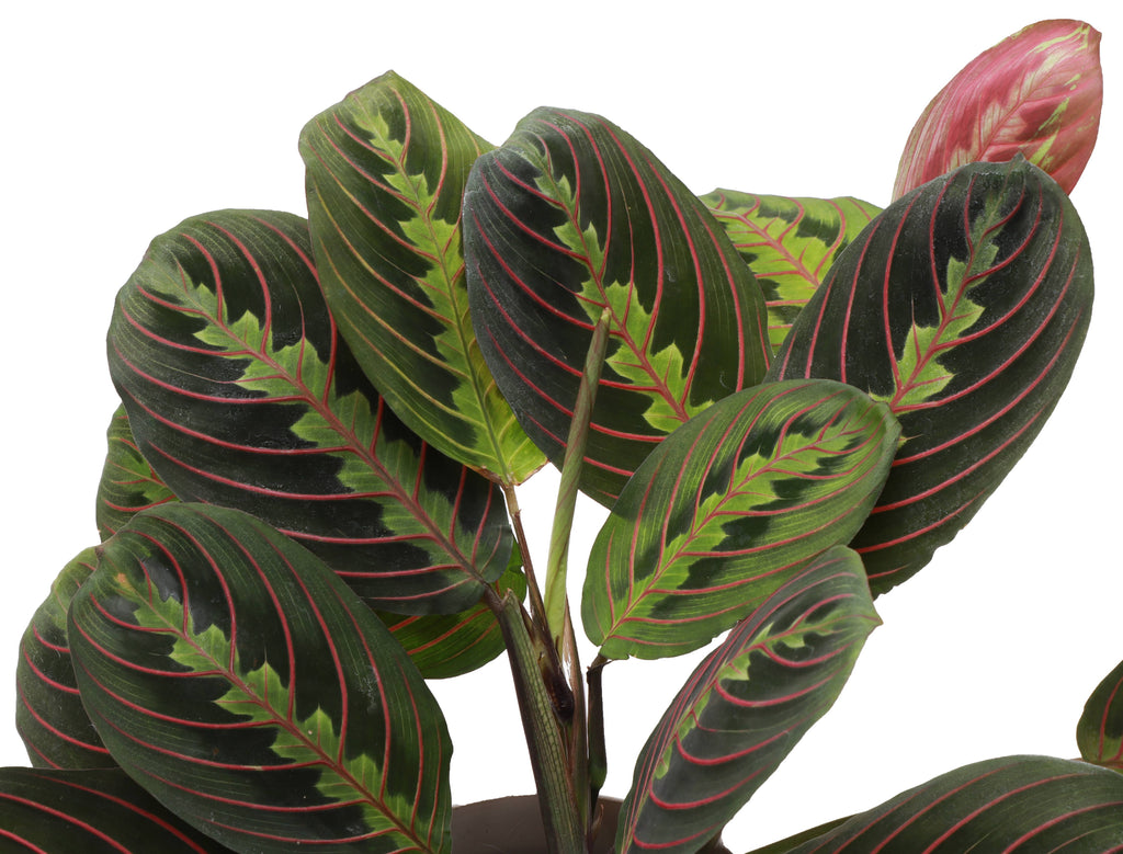 Red Prayer Plant - Live Plant