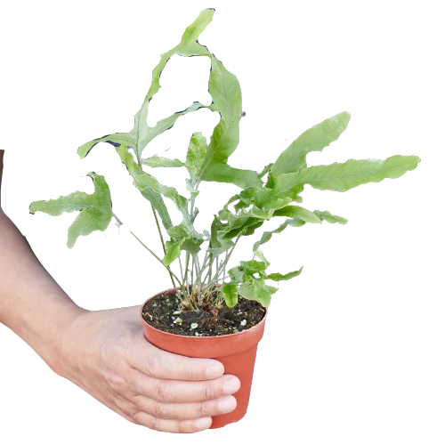 Fern "Blue Fern" (4inch pot)