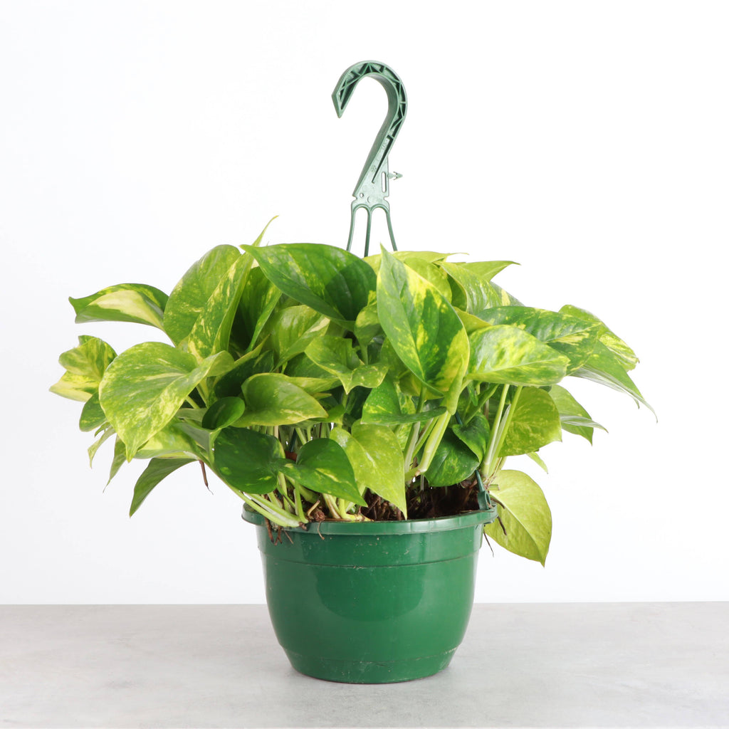 Pothos Hanging Basket - 8" Live Plant