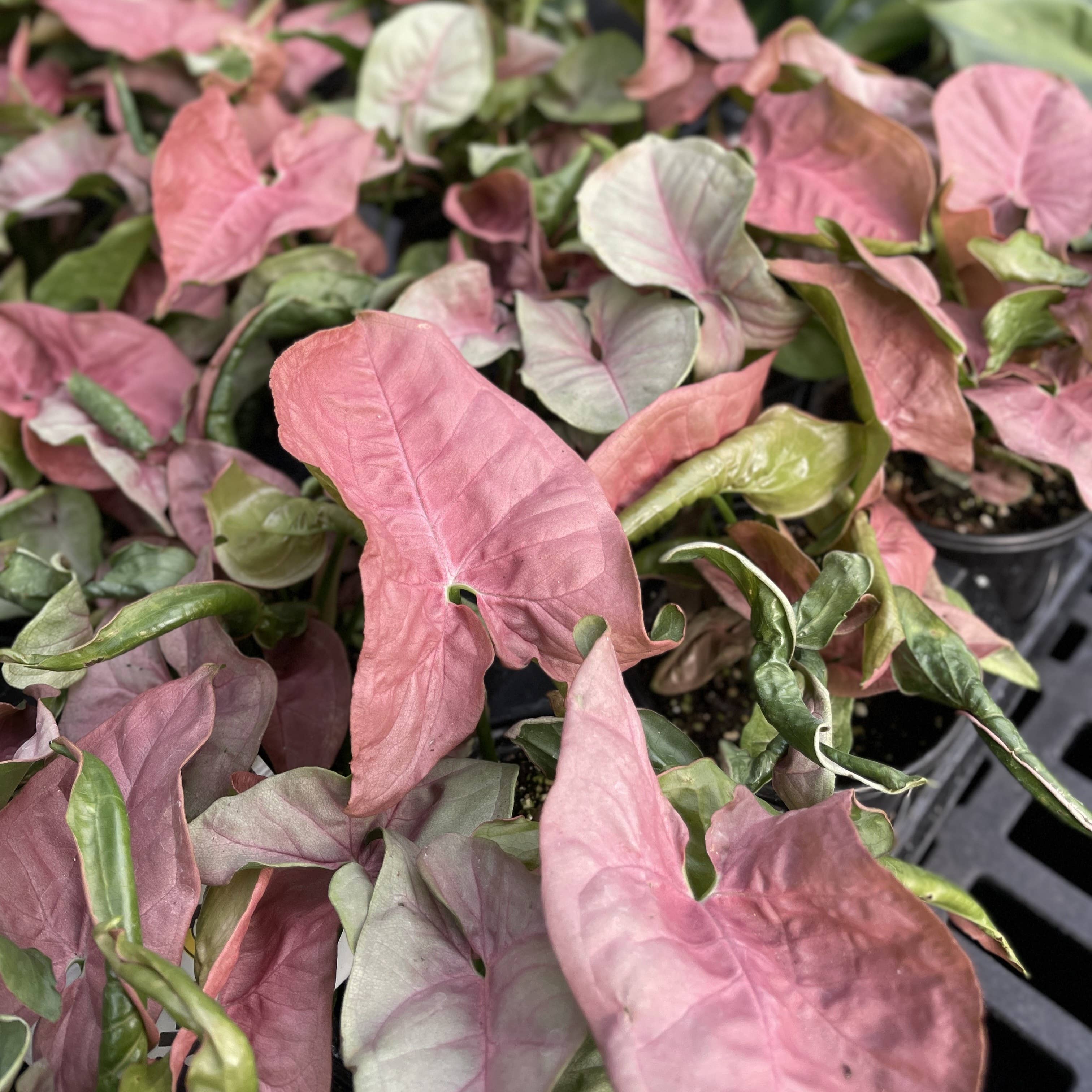 Pink Butterfly Syngonium - Live Plant