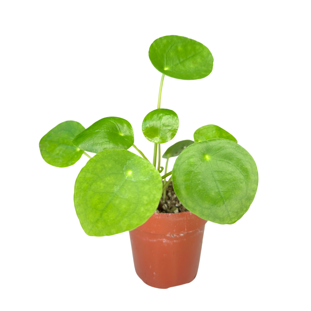 Pilea Peperomioides 2" - Chinese Money Plant