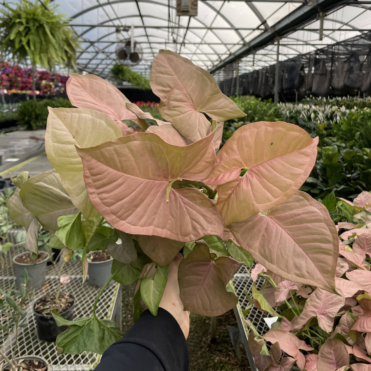 Pink Butterfly Syngonium - Live Plant