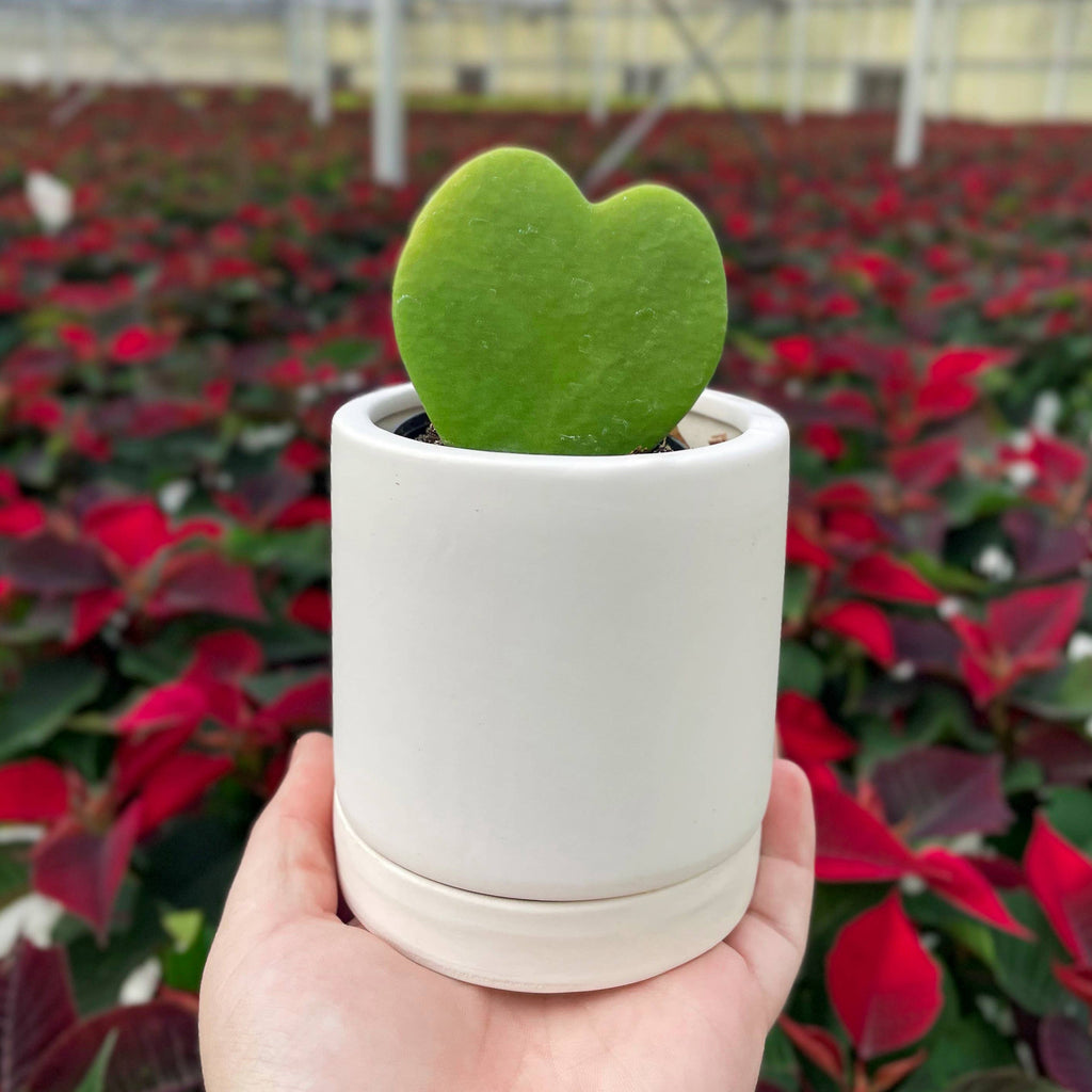 Hoya Kerrii - Sweetheart Plant - 2" Live Plant