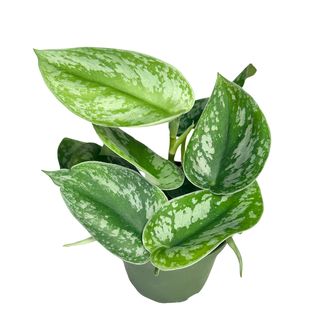 Scindapsus Pictus Exotica - Satin Pothos - 4" pot