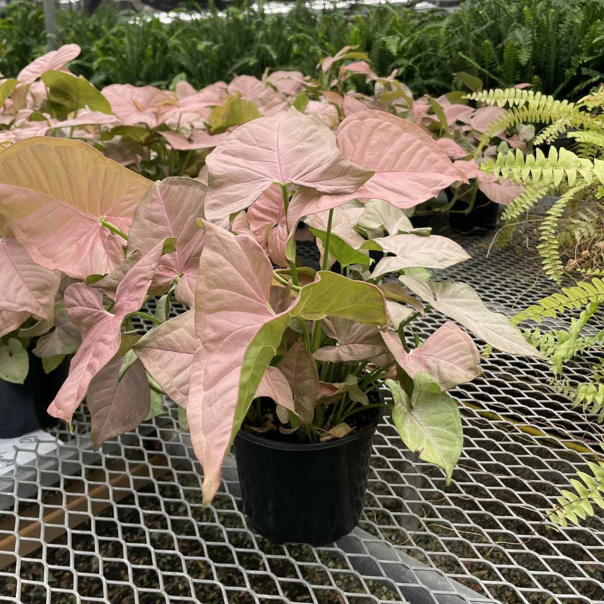 Pink Butterfly Syngonium - Live Plant