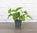 Golden Pothos Plant - Live Plant