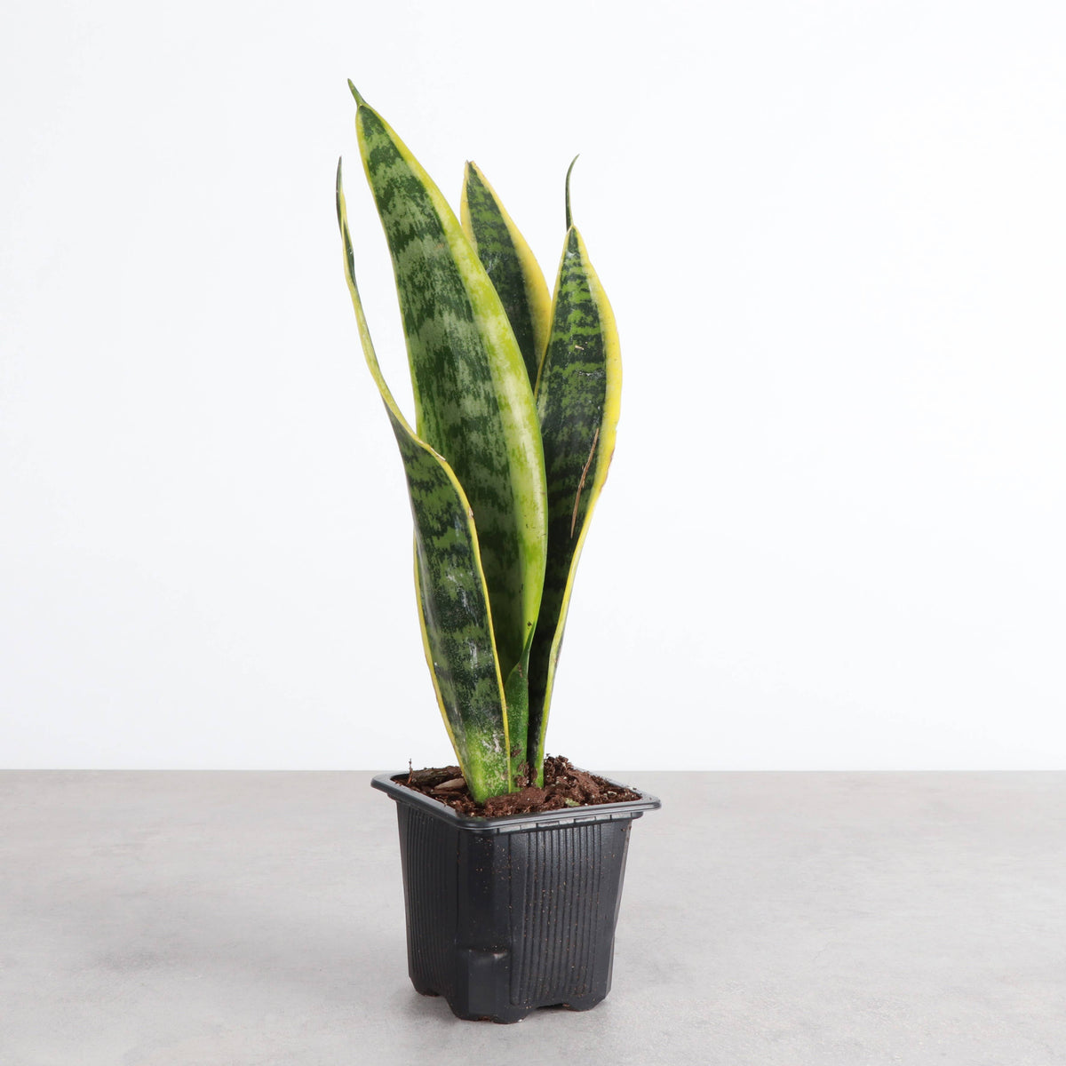 Snake 'Laurentii', Variegated Snake Plant - Live Plant