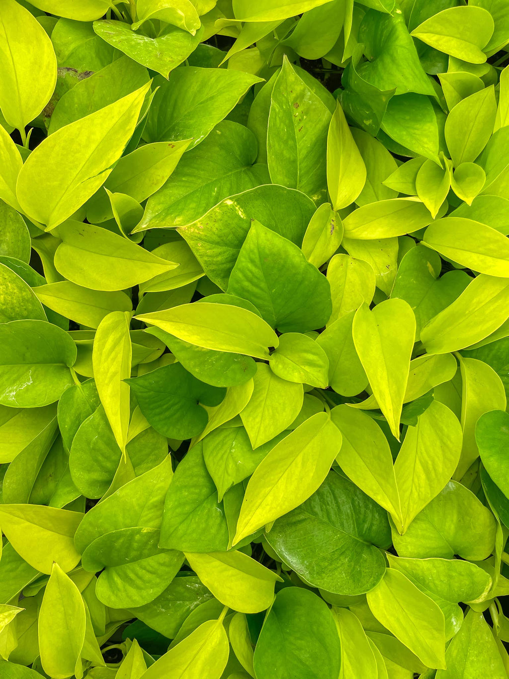 Neon Pothos Plant - Live Plant