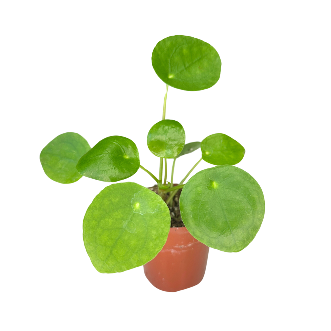 Pilea Peperomioides 2" - Chinese Money Plant
