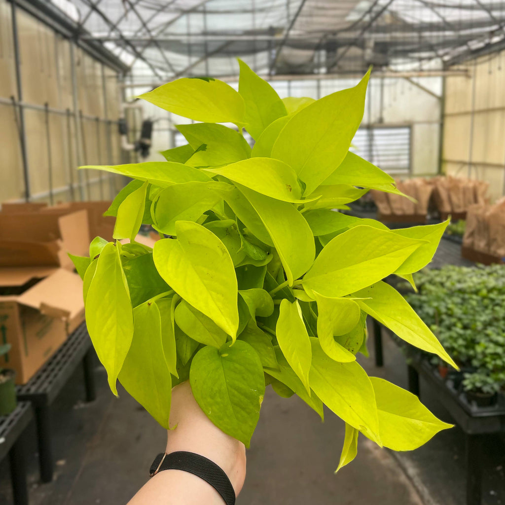 Neon Pothos Plant - Live Plant