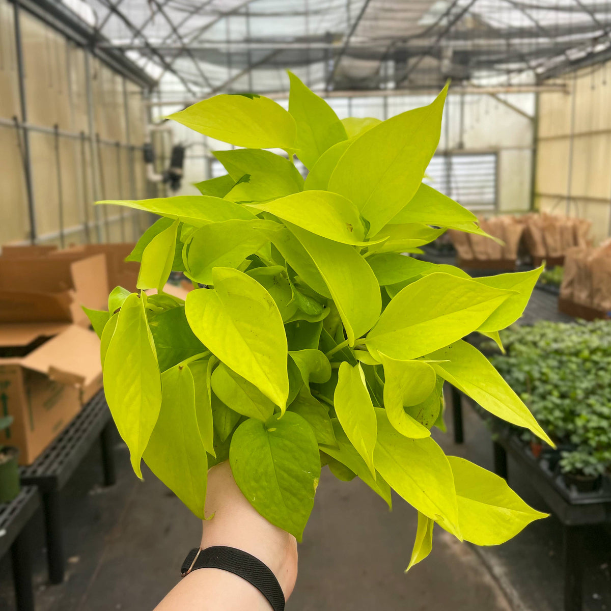Neon Pothos Plant - Live Plant