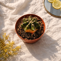 Colorball Cactus