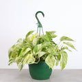Pothos Hanging Basket - 8" Live Plant
