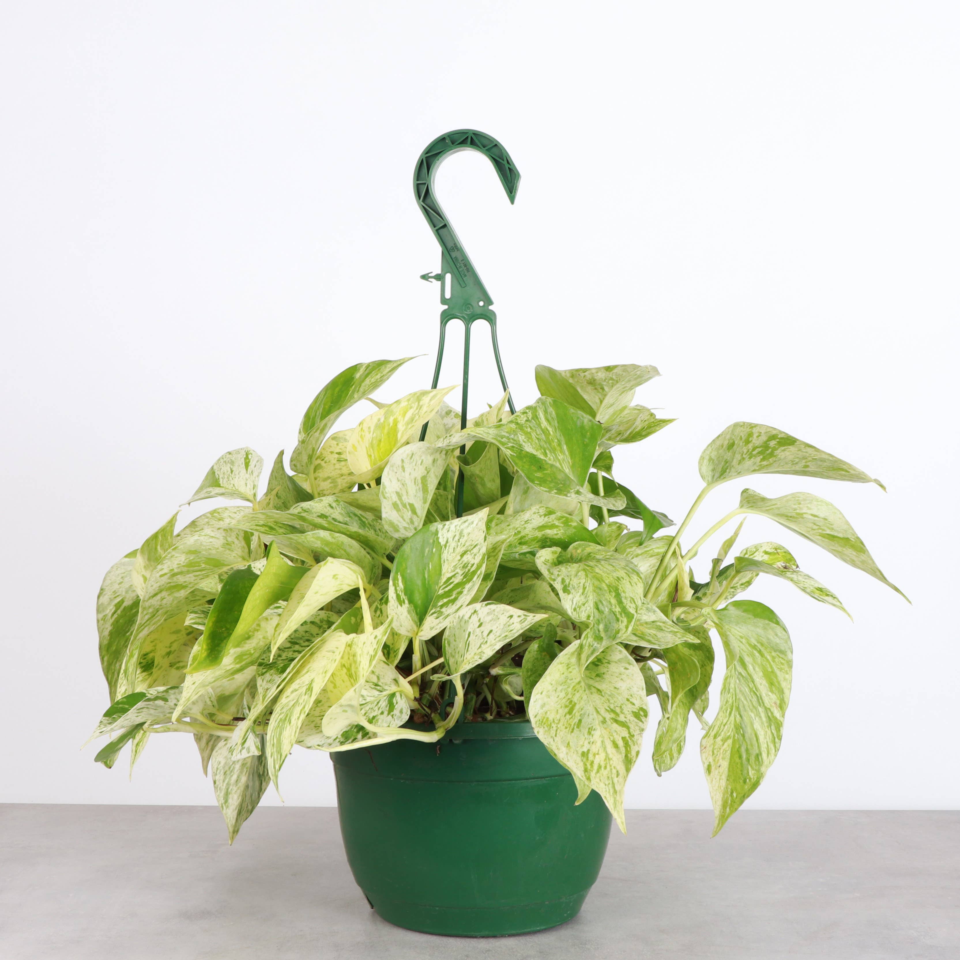 Pothos Hanging Basket - 8" Live Plant