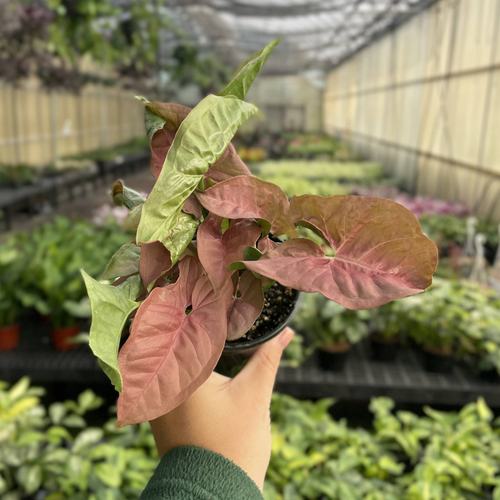 Pink Butterfly Syngonium - Live Plant
