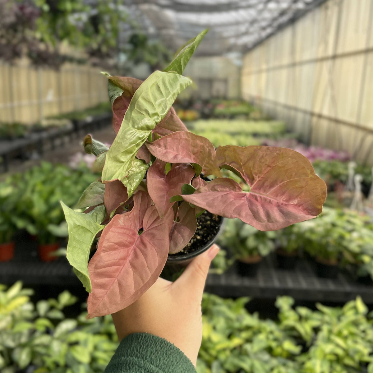 Pink Butterfly Syngonium - Live Plant