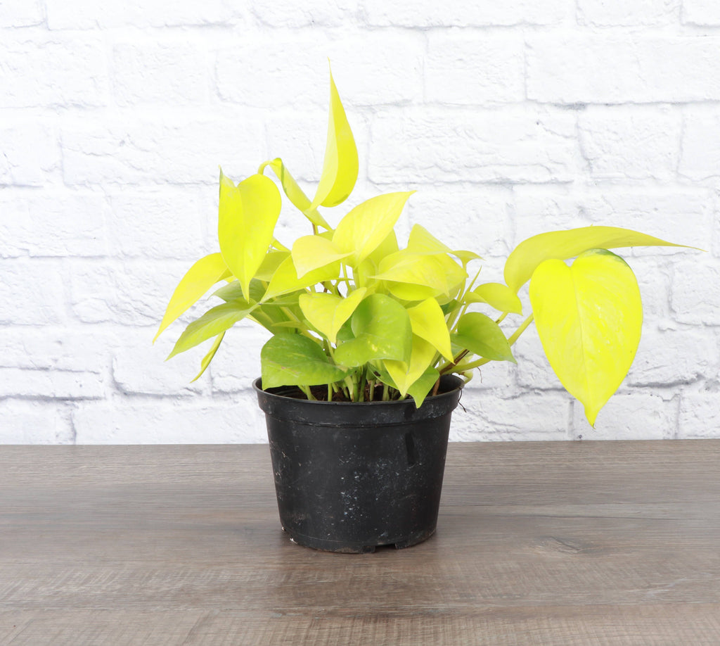 Neon Pothos Plant - Live Plant