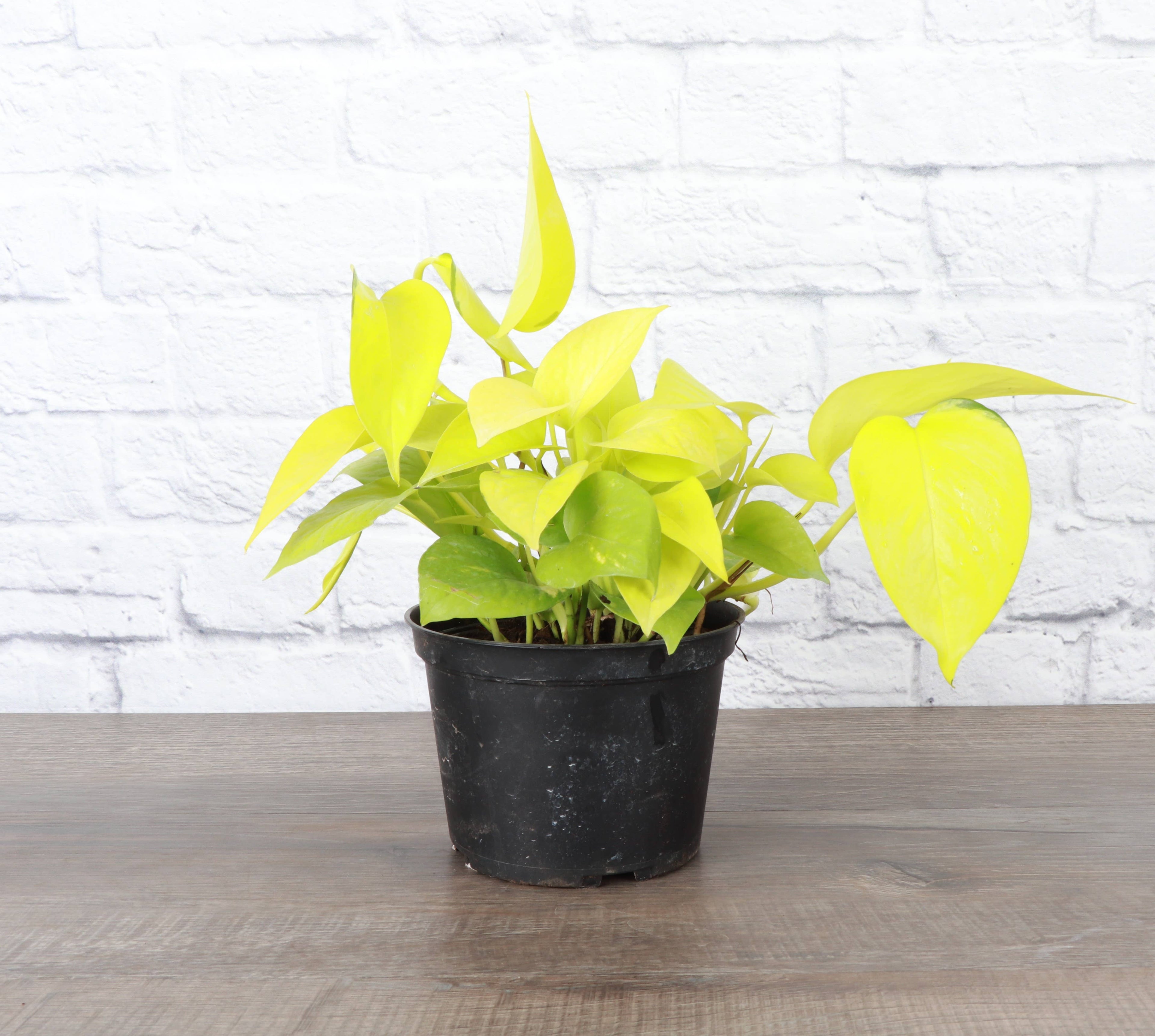 Neon Pothos Plant - Live Plant