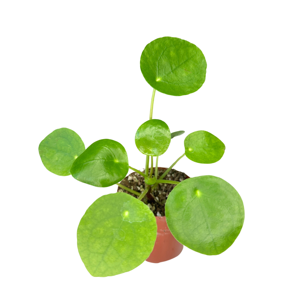 Pilea Peperomioides 2" - Chinese Money Plant