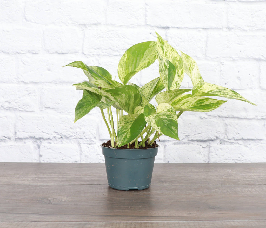 Marble Queen Pothos Plant - Live Plant