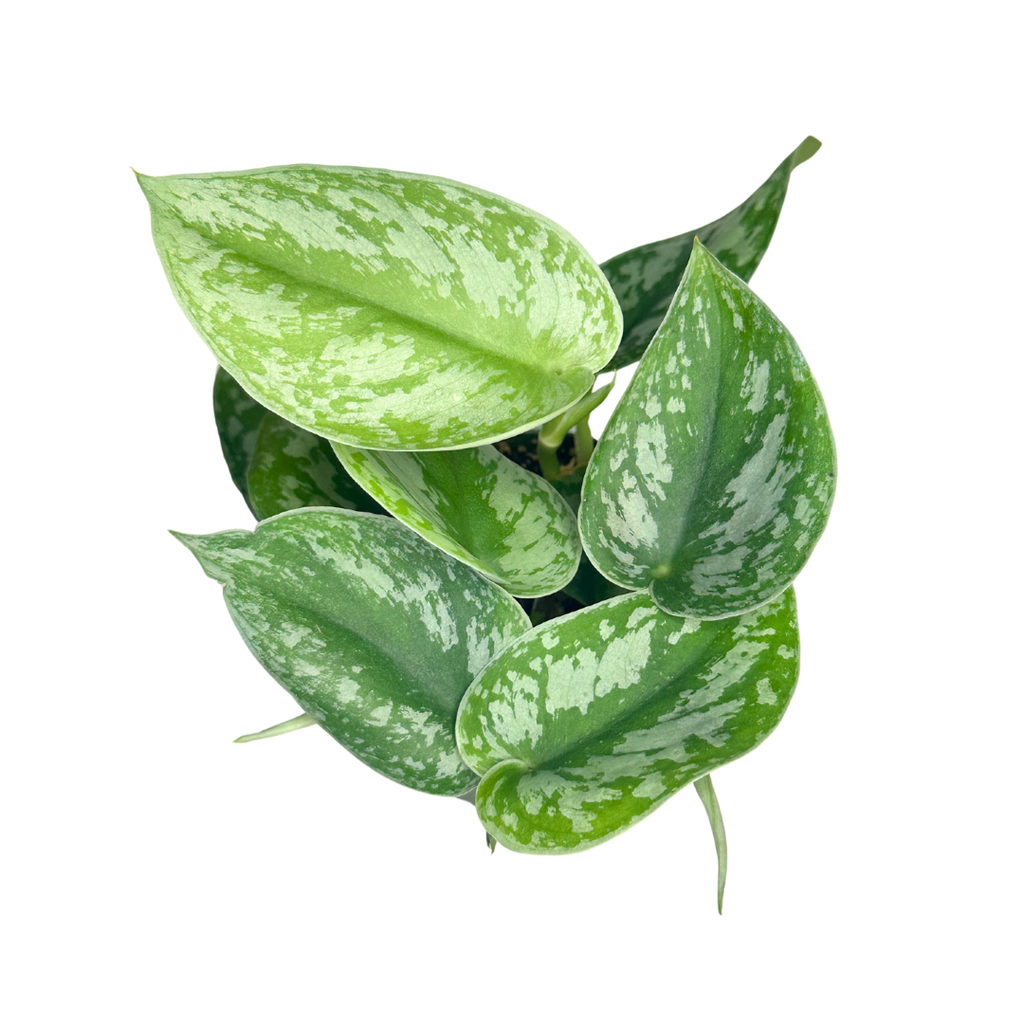 Scindapsus Pictus Exotica - Satin Pothos - 4" pot